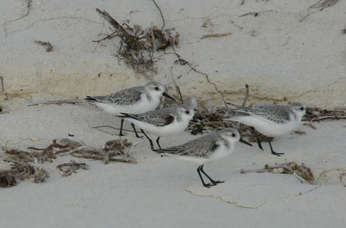 Playful sand birds © SW